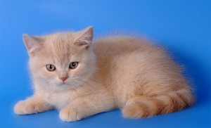 Кремовый окрас британских кошек, бежевый, персиковый. Бежевые британцы фото. Британские котята кремовые фото. Британские котята кремового окраса. Британец персикового цвета фото. Бежеаве британцы  